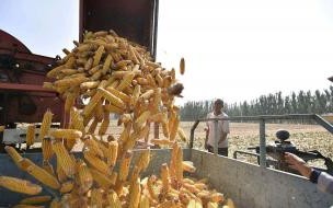 玉米价钱是多少 现在的玉米价格是多少